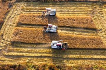 “头雁”振翅共高飞 吹响乡村振兴号角